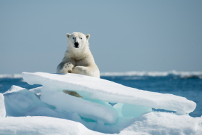Ауслендер: «Проще до Луны пешком дойти»