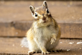 «Бурунбу-рю-бурун». Или в чем прикол бурундуков, что в феврале вылазят из спячки