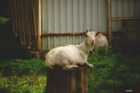 Чем жизнь беларусов напоминает анекдот про еврея и козу